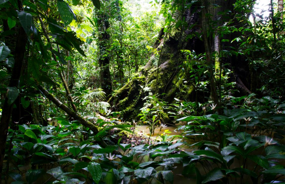 Domstol i Colombia ger rättigheter till Amazonas