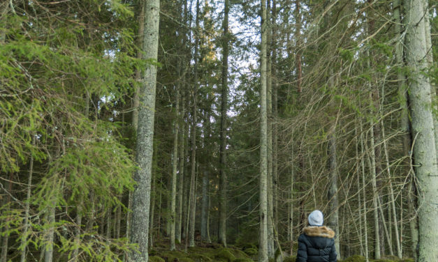 Sveaskog kan bättre värna naturens rättigheter!