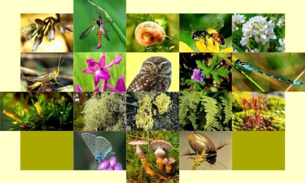 Dags för Naturens rättigheter i Konventionen för Biologisk mångfald!